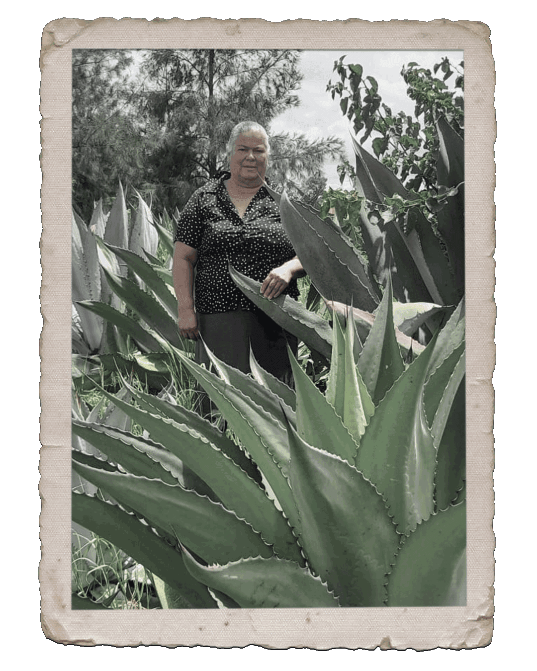 6---raices_domitila